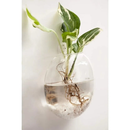 Wall Hanging Glass Terrariums Planter Oblate Flower Vase