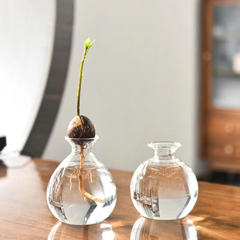 Avocado Seed Starter Vase  Seed Growing Kit