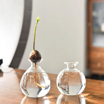 Avocado Seed Starter Vase  Seed Growing Kit